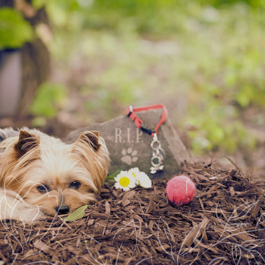 Capture-the-Memory-of-Your-Beloved-Pet-with-Custom-Engraved-Candle-Holders Vibeartz